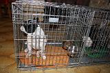CAGE - CHENIL 211